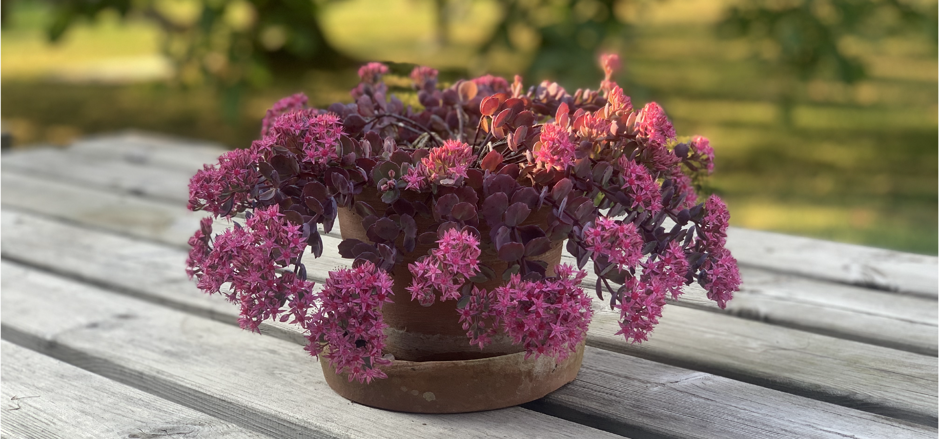 fleurs mauve table bois gris clair jardin cabinet kinésiologie Auprès de mon arbre Villeneuve d'Ascq